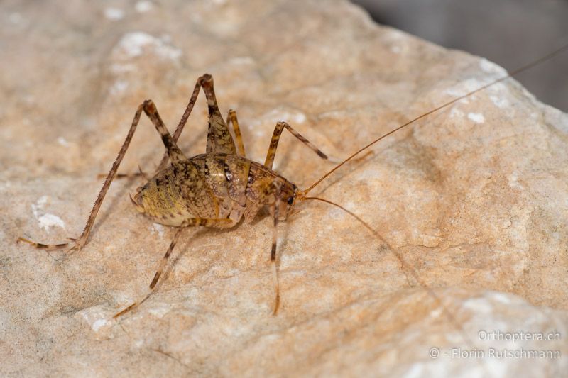 Troglophilus neglectus ♂ - HR, Cres, Beli, 29.07.2014