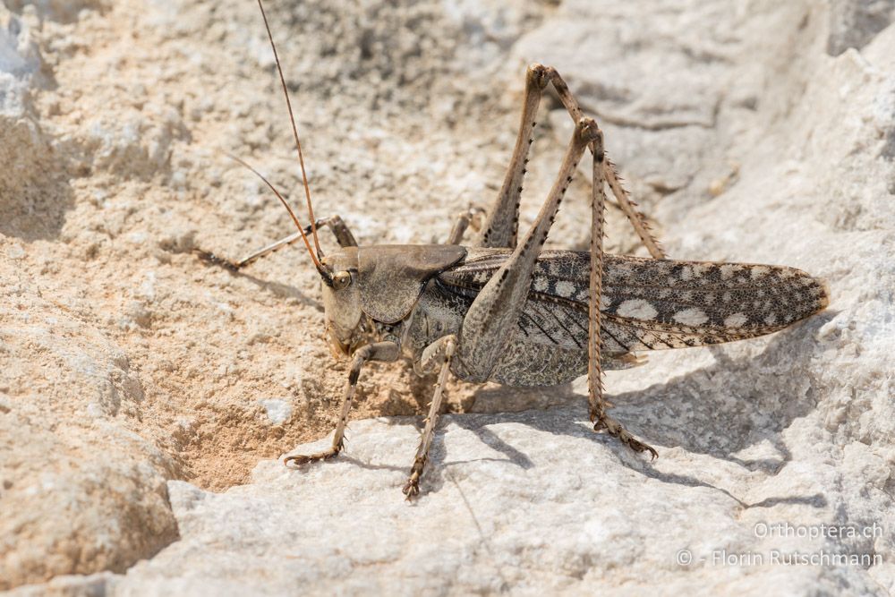 Drymadusa dorsalis ♂ - GR, Mittelgriechenland, Delfi, 09.06.2015