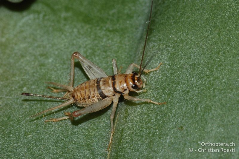 Vorderkörper von Gryllodes sigillatus ♀ - CH, BE, Zuchttier, 06.01.2008